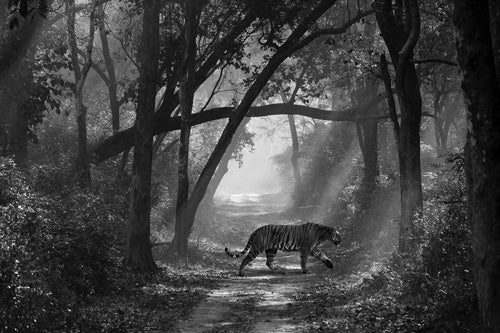 Akash Dash - Indian Tiger, Indien, 2003