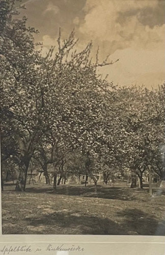 Franz Münster - Apfelblüte in Finkenwerder, Hamburg, 30er Jahre