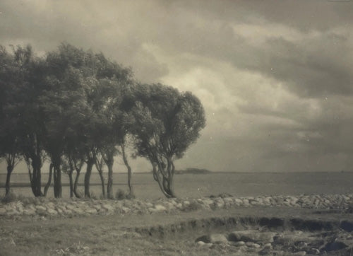 Franz Münster - Trees in wind, Norddeutschland, 30er Jahre