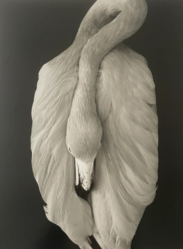 Thorsten Schimmel - Sleeping Flamingo, 2004