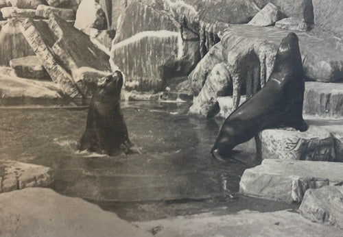 Franz Münster - Seebären in Hagenbecks Tierpark, Hamburg, 1929