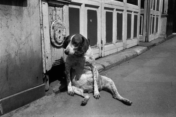 Richard Kalvar - Tired Dog, Paris, 1974